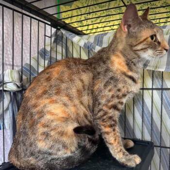 Star (26-2355) -  Domestic Short Hair Cat Available for Adoption in Gordonsville, Tennessee - Star (26-2355) | PetCurious
