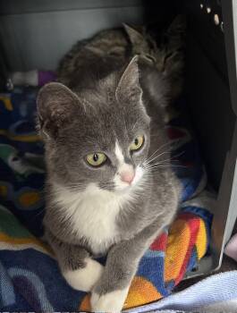 Domestic Short Hair Cats Available for Adoption - Melody - Must Be Adopted W/Lyric | PetCurious