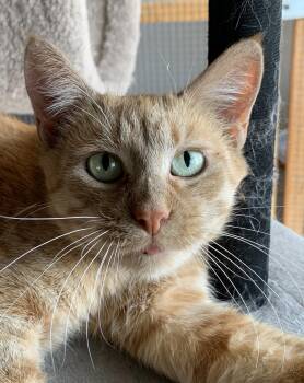 Clover -  Domestic Short Hair Cat for Adoption in Saint Charles, Missouri - Clover | PetCurious