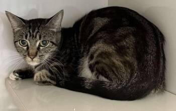 Rescue Domestic Short Hair Cats for Adoption in Lampasas, Texas - Raven | PetCurious