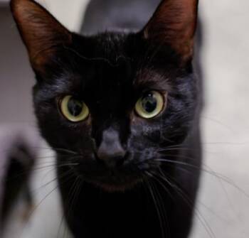Starry -  Domestic Short Hair Cat for Adoption in Verona, Wisconsin - Starry | PetCurious