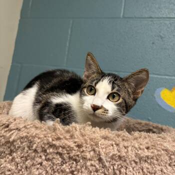 Coconut -  Domestic Short Hair Cat for Adoption in Kansas City, Missouri - Coconut | PetCurious