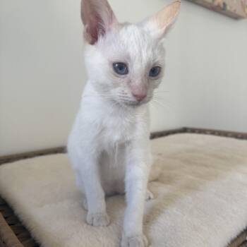 Olaf -  Domestic Short Hair Cat for Adoption in Tustin, California - Olaf | PetCurious