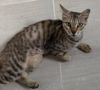 Miso - PSP -  Domestic Short Hair Cat for Adoption in Oakland Park, Florida - Miso - PSP | PetCurious
