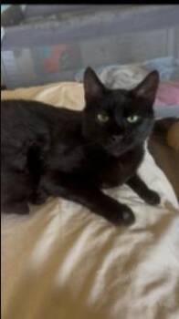 Bella-San -  Domestic Short Hair Cat for Adoption in North Richland Hills, Texas - Bella-San | PetCurious