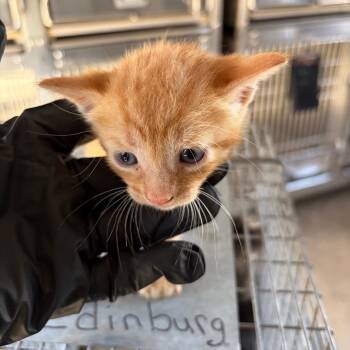 Dali -  Domestic Short Hair Cat for Adoption in Edinburg, Texas - Dali | PetCurious