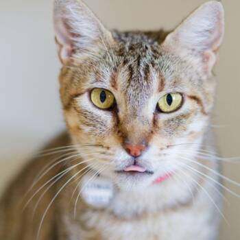 Litmus Test -  Domestic Short Hair Cat for Adoption in Zimmerman, Minnesota - Litmus Test | PetCurious