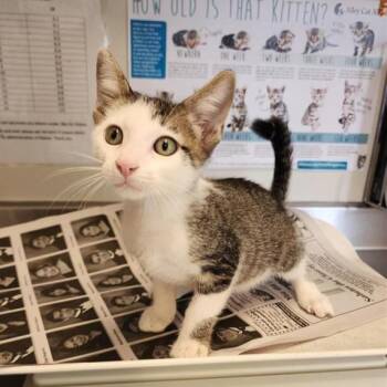 STINSON -  Domestic Short Hair Cat for Adoption in San Antonio, Texas - STINSON | PetCurious