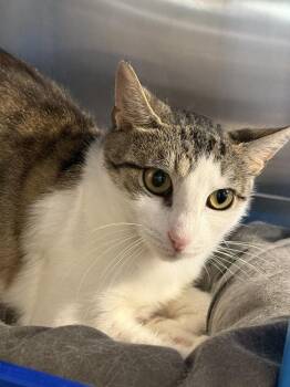 Milena -  Domestic Short Hair Cat for Adoption in Bolton, Connecticut - Milena | PetCurious