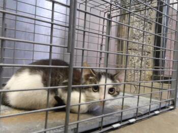 DEVON -  Domestic Short Hair Cat for Adoption in Tulsa, Oklahoma - DEVON | PetCurious