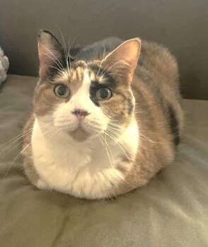 Rescue Calico Cats for Adoption in Hamilton, Ontario - Boots | PetCurious