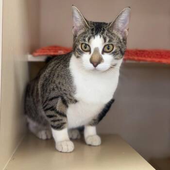 Domestic Short Hair Cats Available for Adoption - Lyla | PetCurious
