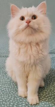 Persian Cats Available for Adoption in Snow Hill, Maryland - Marshmellow | PetCurious