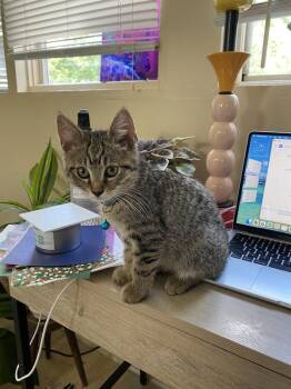 Rem -  Domestic Short Hair Cat for Adoption in Nashville, Tennessee - Rem | PetCurious