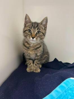 Lila -  Domestic Short Hair Cat for Adoption in Delson, Quebec - Lila | PetCurious