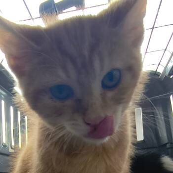 Fin -  Domestic Short Hair Cat for Adoption in Moses Lake, Washington - Fin | PetCurious