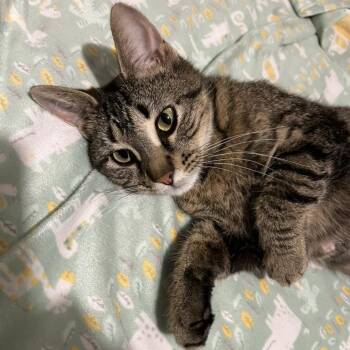 Mama Poppy -  Domestic Short Hair Cat Available for Adoption in Traverse City, Michigan - Mama Poppy | PetCurious