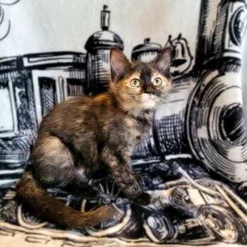 Mocha -  Domestic Short Hair Cat for Adoption in Kittanning, Pennsylvania - Mocha | PetCurious