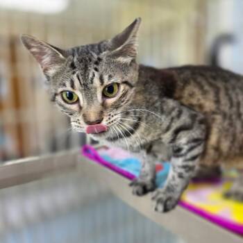 Ember -  Domestic Short Hair Cat for Adoption in Valdosta, Georgia - Ember | PetCurious