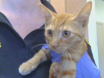ENSIGN -  Domestic Short Hair Cat for Adoption in Sacramento, California - ENSIGN | PetCurious
