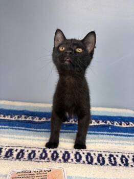 Goldfish -  Domestic Short Hair Cat for Adoption in Lovingston, Virginia - Goldfish | PetCurious
