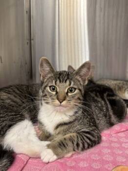 Rescue Domestic Short Hair Cats for Adoption in Batavia, Ohio - Ghost Buster | PetCurious