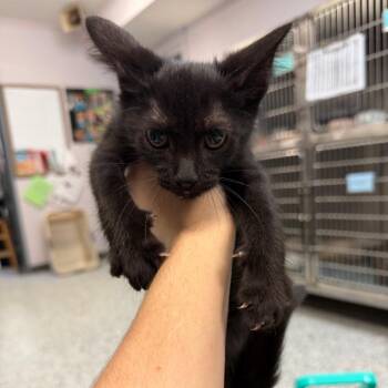 Gremlin -  Domestic Short Hair Cat for Adoption in Port Charlotte, Florida - Gremlin | PetCurious