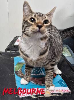 Rescue Domestic Short Hair Cats for Adoption in Rome, Georgia - Melbourne | PetCurious