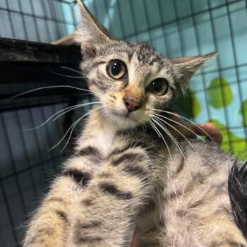 Strip/Stripper -  Domestic Short Hair Cat for Adoption in West Plains, Missouri - Strip/Stripper | PetCurious