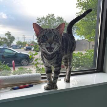 Bandit -  Domestic Short Hair Cat for Adoption in Skokie, Illinois - Bandit | PetCurious