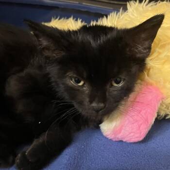 Stray 070726 -  Domestic Short Hair Cat for Adoption in Keizer, Oregon - Stray 070726 | PetCurious