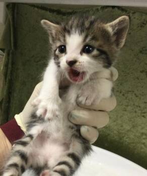 Domestic Short Hair Cats Available for Adoption in Riverside, California - A1909625 | PetCurious