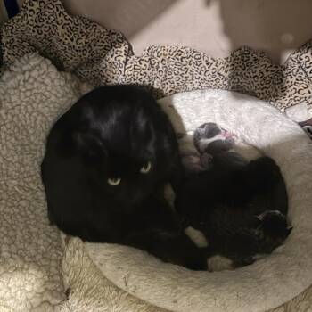 Jacinto -  Domestic Short Hair Cat for Adoption in Wheeling, Illinois - Jacinto | PetCurious