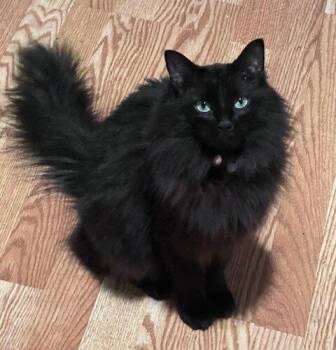 Domestic Medium Hair Cats Available for Adoption - Nelly | PetCurious