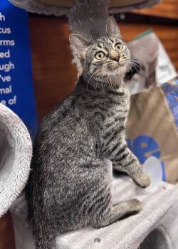 Domestic Short Hair Cats Available for Adoption - Thumbelina | PetCurious