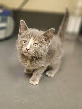 Dewdrop -  Domestic Short Hair Cat for Adoption in Disputanta, Virginia - Dewdrop | PetCurious