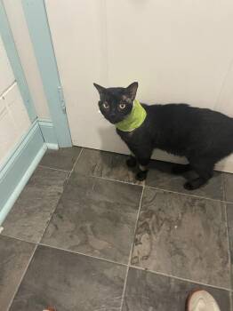 Domestic Short Hair Cats Available for Adoption in Brandon, Florida - Prince | PetCurious