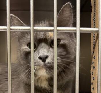 Sophie -  Domestic Medium Hair Cat for Adoption in Troutdale, Oregon - Sophie | PetCurious