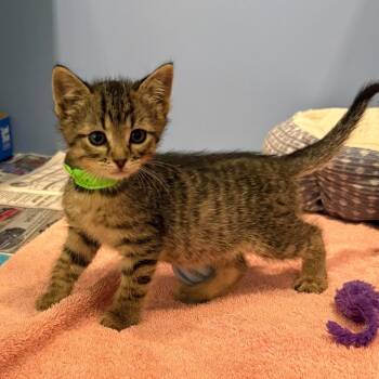 Domestic Short Hair Cats Available for Adoption in Cheyenne, Wyoming - Ronald Reagan | PetCurious