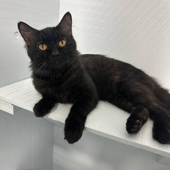 Domestic Medium Hair Cats Available for Adoption - Sushi | PetCurious