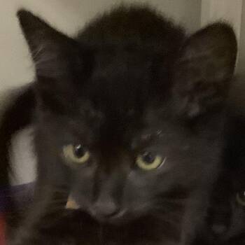Saturn (brown collar) -  Domestic Short Hair Cat for Adoption in Redwood City, California - Saturn (brown Collar) | PetCurious