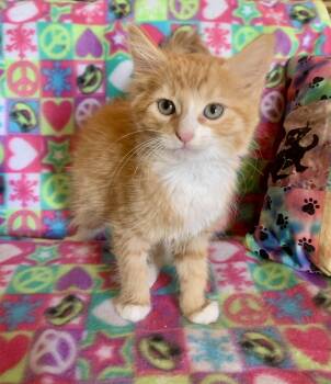 Zeke -  Domestic Medium Hair Cat for Adoption in San Jose, California - Zeke | PetCurious