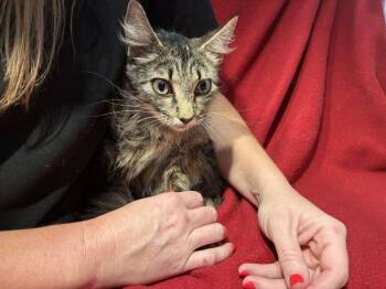 Domestic Medium Hair Cats Available for Adoption in Pensacola, Florida - NORI | PetCurious