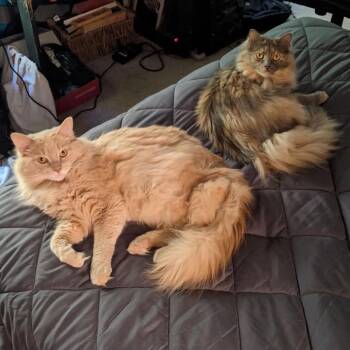 Gizmo -  Domestic Long Hair Cat for Adoption in Raleigh, North Carolina - Gizmo | PetCurious