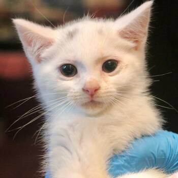 Domino -  Domestic Medium Hair Cat for Adoption in Allentown, Pennsylvania - Domino | PetCurious