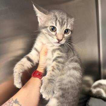 Domestic Short Hair Cats Available for Adoption in Port Charlotte, Florida - Puffs | PetCurious