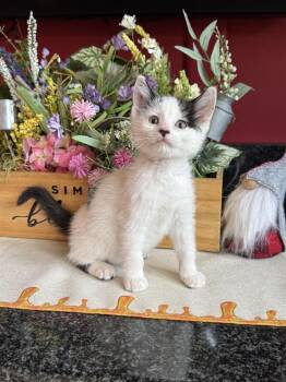 Tahoe -  Domestic Short Hair Cat for Adoption - Tahoe | PetCurious