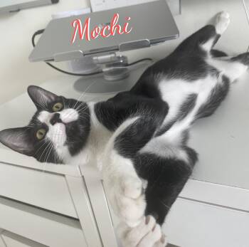 Mochi #gotta-have-fun -  Tuxedo and American Shorthair Cat for Adoption in Houston, Texas - Mochi #gotta-have-fun | PetCurious