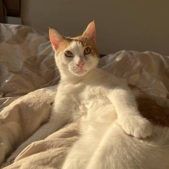 American Shorthair Cats Available for Adoption - Alex | PetCurious