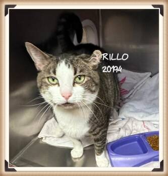 RILLO -  Domestic Short Hair Cat for Adoption in Marietta, Georgia - RILLO | PetCurious